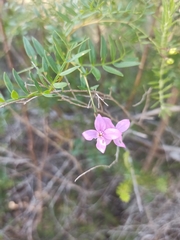 Boronia rivularis