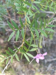Boronia rivularis