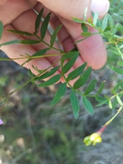 Boronia rivularis