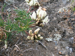 Astragalus chorinensis