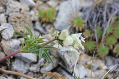 Astragalus chorinensis