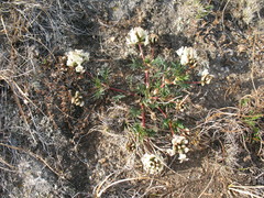 Astragalus chorinensis