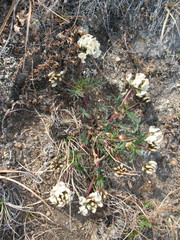 Astragalus chorinensis