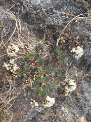 Astragalus chorinensis