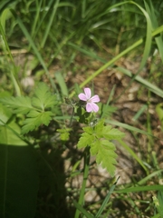 Geranium robertianum