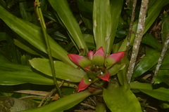 Nidularium innocentii