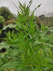 Rumex trisetifer