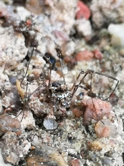 Megabunus diadema