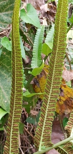 Thelypteris truncata iNat (1)