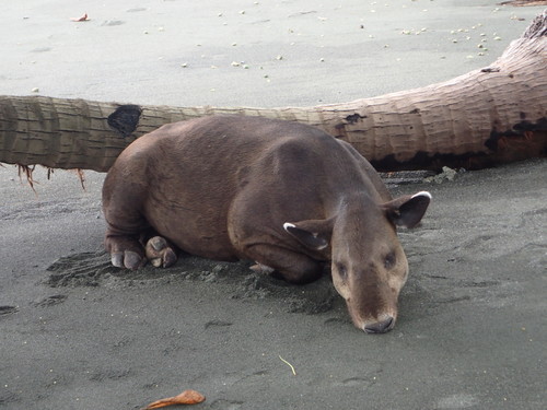 Tapirus bairdii