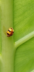 Amida tricolor
