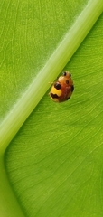Amida tricolor