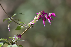 Salvia iodantha