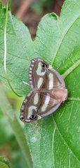 Ricania simulans