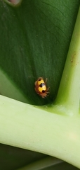 Amida tricolor