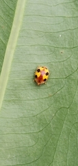 Amida tricolor
