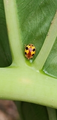 Amida tricolor
