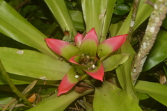 Nidularium innocentii