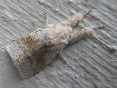 Calliteara pseudabietis