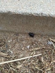Hister quadrimaculatus