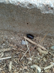 Hister quadrimaculatus