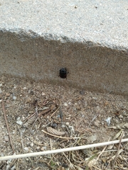 Hister quadrimaculatus