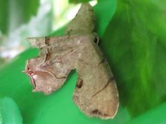 Dysaethria moza