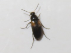 Anaspis fasciata