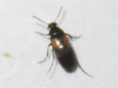 Anaspis fasciata