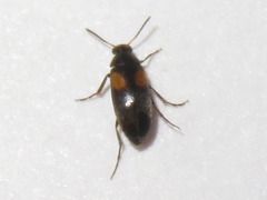 Anaspis fasciata