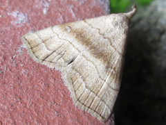 Herminia arenosa
