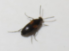 Anaspis fasciata