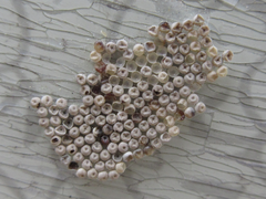 Calliteara pseudabietis