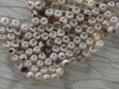 Calliteara pseudabietis