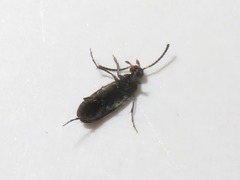 Anaspis fasciata