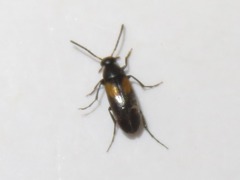 Anaspis fasciata