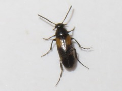 Anaspis fasciata