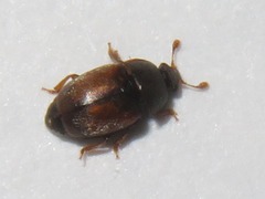 Epuraea melanocephala