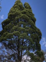 Callitris endlicheri