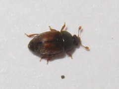 Epuraea melanocephala