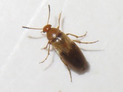 Anaspis maculata