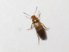 Anaspis maculata