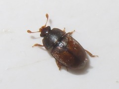 Epuraea melanocephala