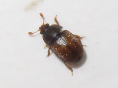 Epuraea melanocephala
