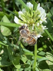 Apis mellifera