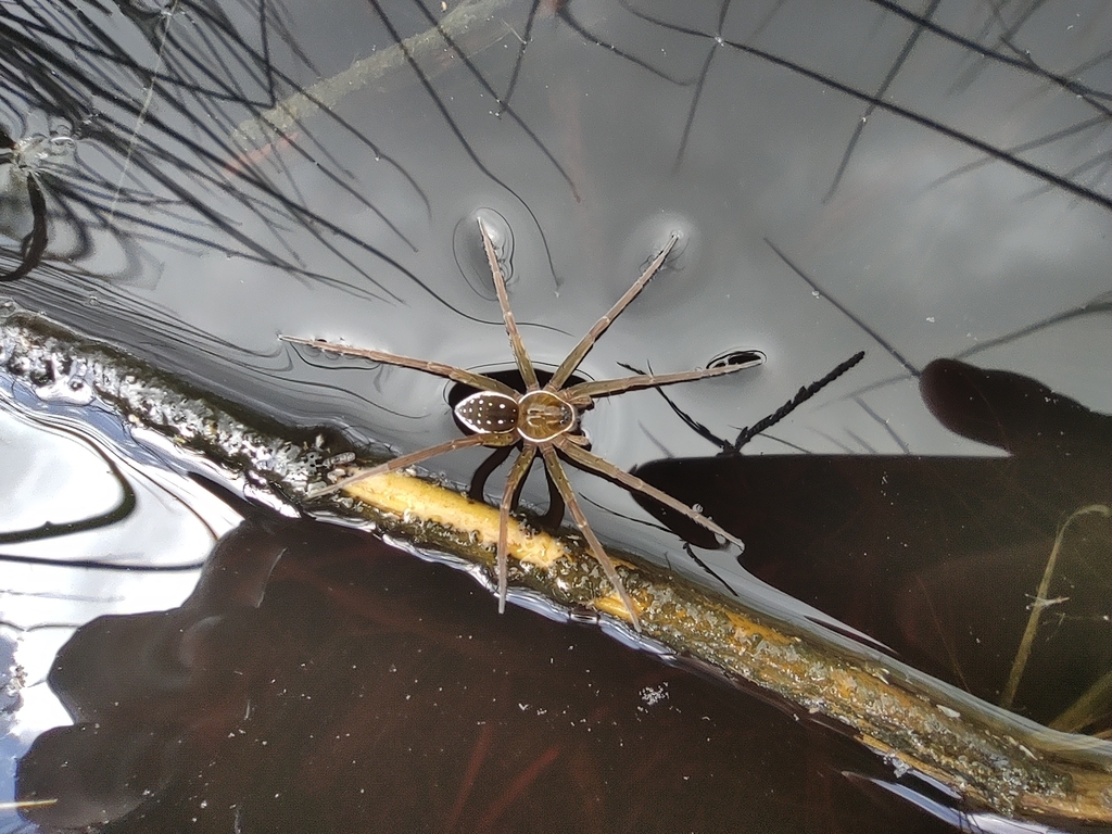 raft spiders