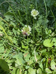 Trifolium repens