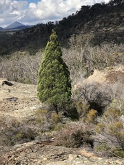 Callitris endlicheri