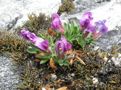 Oxytropis triphylla