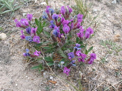 Oxytropis triphylla